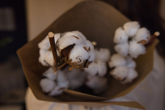 Tige de fleurs de coton (À l'unité)