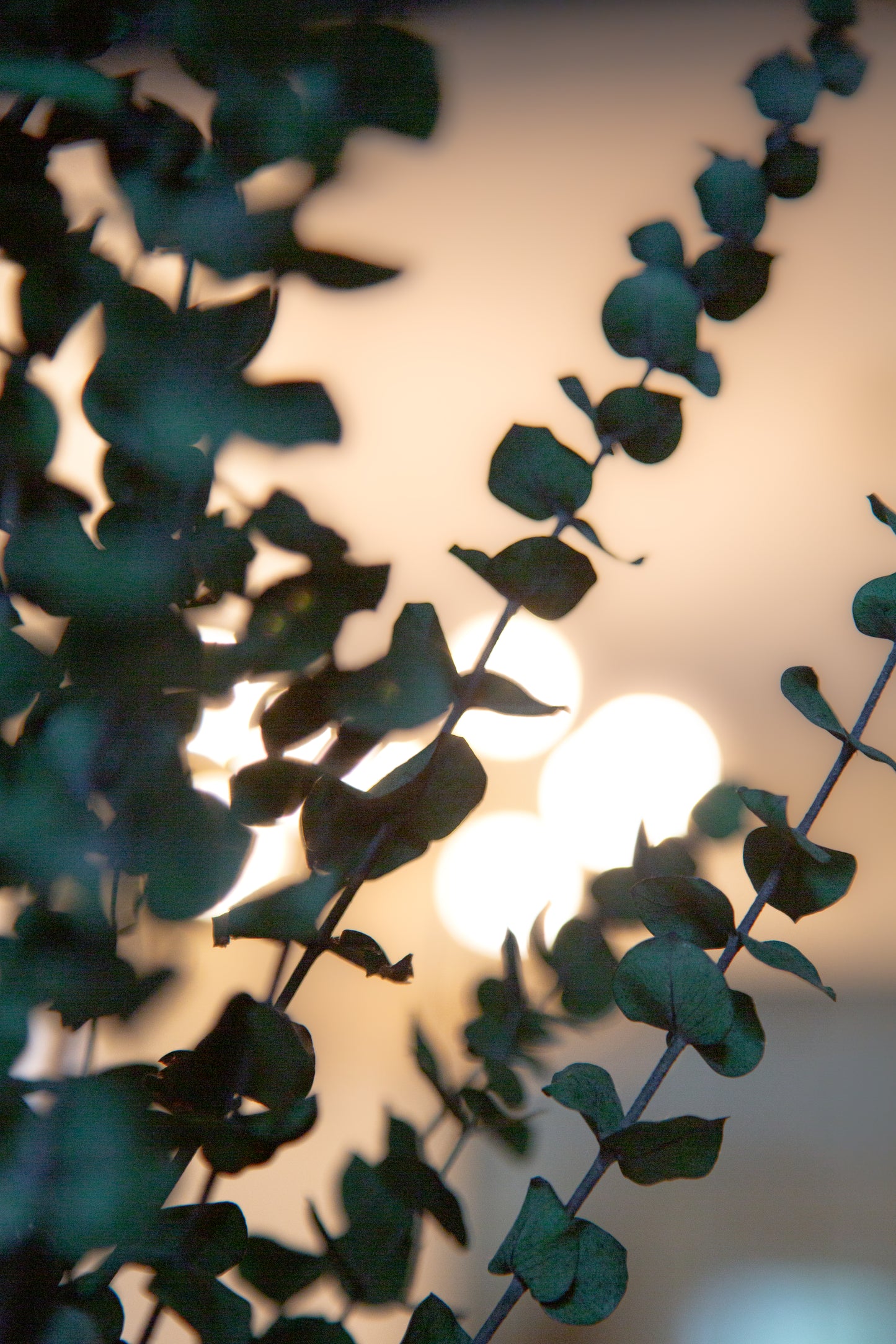 Bouquet eucalyptus vert (format régulier)