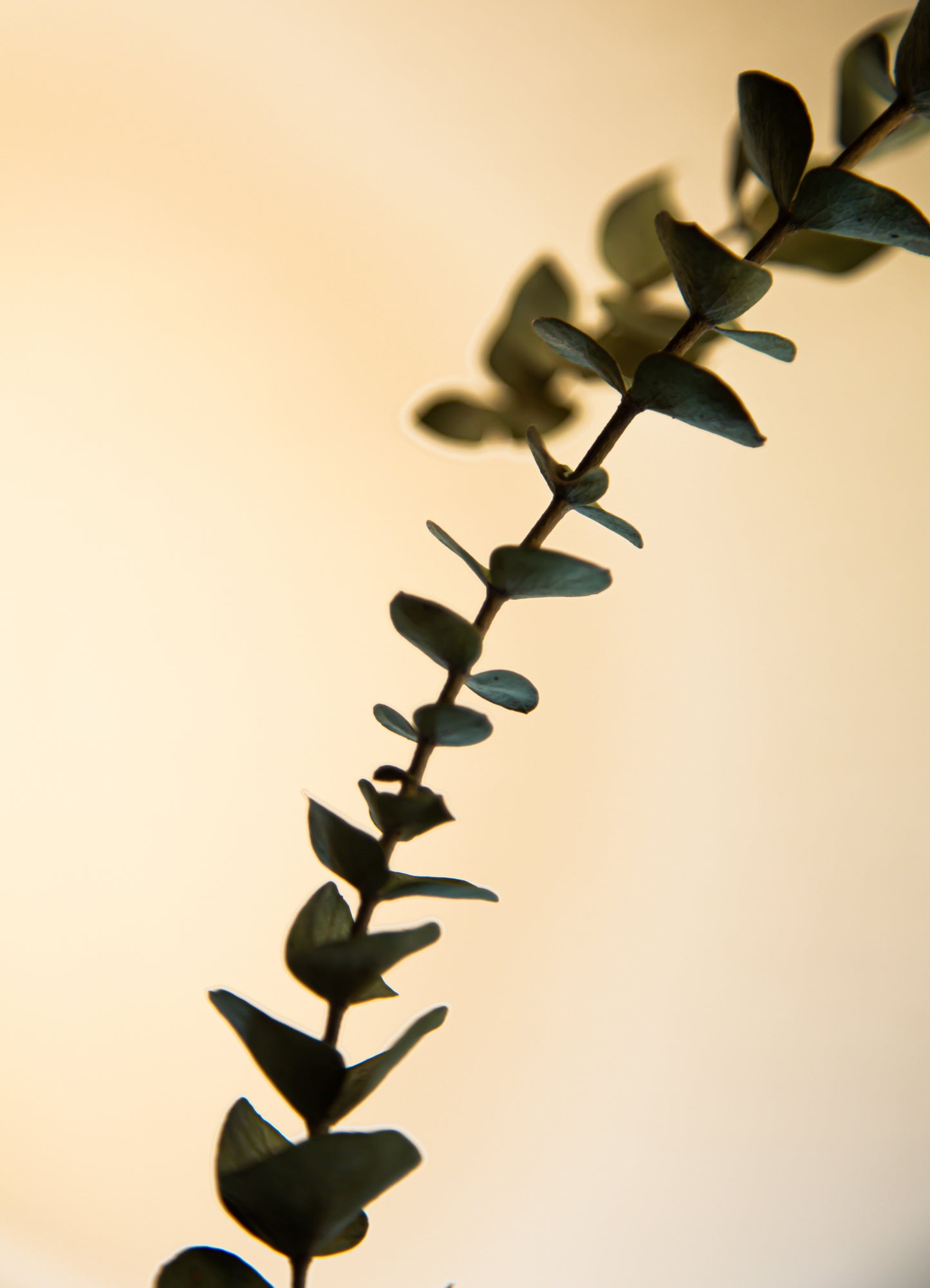 Bouquet eucalyptus vert (format régulier)