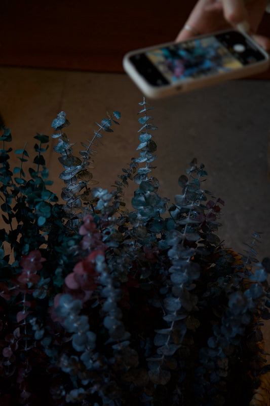 Bouquet eucalyptus bleu (format régulier)