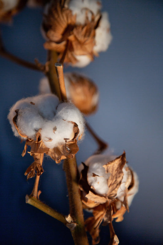 Tiges de fleurs de coton (En trio)