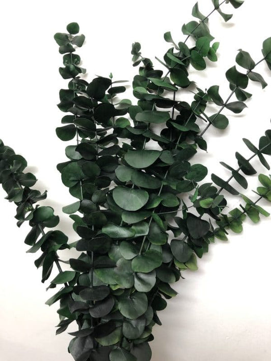 Bouquet eucalyptus vert (format régulier)